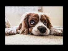 Charger et lire la vidéo dans la visionneuse de la Galerie, La légende d'Astrid et autres histoires